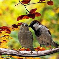 Phân tích cấu tứ và hình ảnh trong bài Thơ duyên của Xuân Diệu