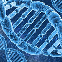 Giáo án PowerPoint Khoa học tự nhiên 9 Bài 42: Thực hành Quan sát tiêu bản nhiễm sắc thể 