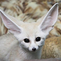 Viết 3 - 4 câu về một loài vật em thích, trong đó có ít nhất một câu ghép