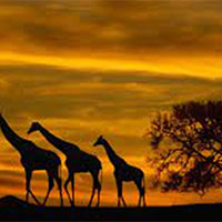 Phân tích bài thơ Hoàng hôn của Hồ Chí Minh