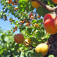 Phân tích bài thơ Cô hái mơ của Nguyễn Bính