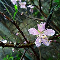 Viết đoạn văn (khoảng 150 chữ) chia sẻ cảm nhận của bạn về điều này sau này khi đọc đoạn trích Trở về