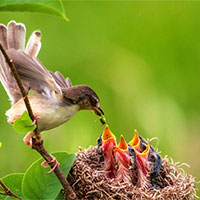 Phân tích Tiếng chim kêu của Thạch Lam