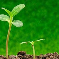 Viết đoạn văn cảm nhận về vẻ đẹp, sức sống của mầm non