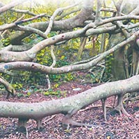 Đọc: Dưới những tán xanh - Tiếng Việt 5 Chân trời sáng tạo