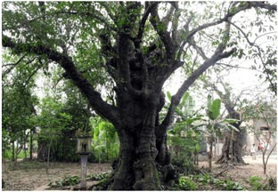 Luyện tập quan sát, tìm ý cho bài văn tả người