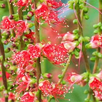 Giáo án PowerPoint Tiếng Việt 5: Lộc vừng mùa xuân