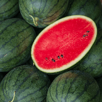 Đoạn văn ngắn tả quả dưa hấu (3 mẫu)