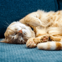 Bài thơ Một con mèo nằm ngủ trên ngực tôi