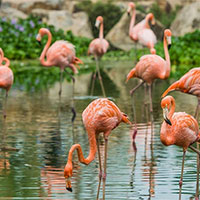 Giáo án PowerPoint Sinh học 12 Bài 25: Thực hành Xác định một số đặc trưng của quần thể