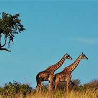 Giáo án PowerPoint Sinh học 12 Bài 35: Dự án Tìm hiểu thực trạng bảo tồn sinh thái tại địa phương và đề xuất giải pháp bảo tồn