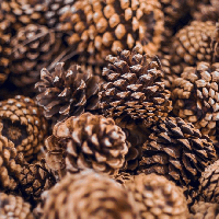 Văn bản Lẵng quả thông