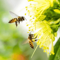 Bài thơ Hành trình của bầy ong