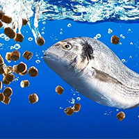 Đề cương ôn tập học kì 2 môn Công nghệ 12 Lâm nghiệp - Thủy sản sách Kết nối tri thức với cuộc sống