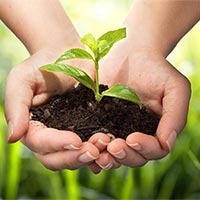 Viết 3 - 4 câu nói về việc trồng cây, có sử dụng biện pháp thay thế từ ngữ để liên kết các câu