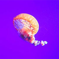 Giáo án PowerPoint Khoa học tự nhiên 7 Bài 41: Một số yếu tố ảnh hưởng và điều hòa điều khiển sinh sản ở sinh vật