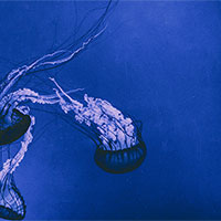 Giáo án PowerPoint Khoa học tự nhiên 7 Bài 40: Sinh sản hữu tính ở sinh vật