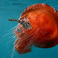 Giáo án PowerPoint Khoa học tự nhiên 7 Bài 42: Cơ thể sinh vật là một thể thống nhất