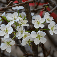Bài thơ Mùa hoa mận