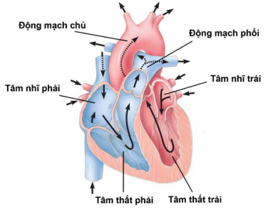 Đề thi thử tốt nghiệp THPT 2025 môn Sinh học