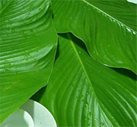 Giáo án mầm non: Tìm hiểu về lá dong