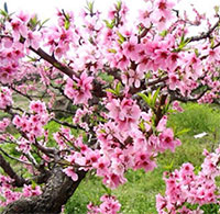 Giáo án mầm non: Bài thơ Cây đào