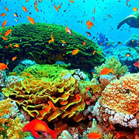 Giáo án PowerPoint Khoa học tự nhiên 7 Bài 33: Cảm ứng ở sinh vật và tập tính ở động vật