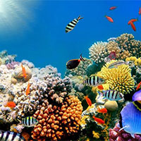 Giáo án PowerPoint Khoa học tự nhiên 7 Bài 35: Thực hành Cảm ứng ở sinh vật