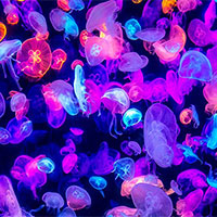 Giáo án PowerPoint Khoa học tự nhiên 7 Bài 36: Khái quát về sinh trưởng và phát triển ở sinh vật