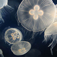 Giáo án PowerPoint Khoa học tự nhiên 7 Bài 37: Ứng dụng sinh trưởng và phát triển ở sinh vật vào thực tiễn