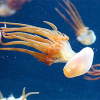 Giáo án PowerPoint Khoa học tự nhiên 7 Bài 32: Thực hành Chứng minh thân vận chuyển nước và lá thoát hơi nước