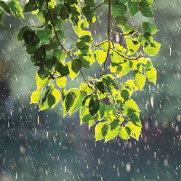 Dẫn chứng câu tục ngữ Lá lành đùm lá rách (3 mẫu) 