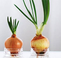 Giáo án kỹ năng sống mầm non: Trồng hành tây trong cốc nước