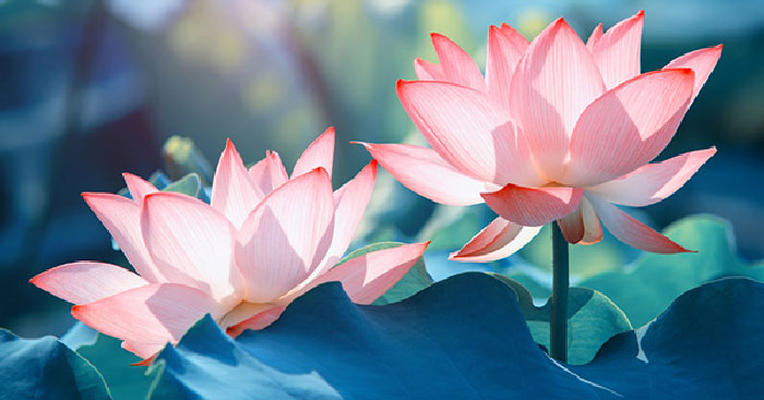 Mộng đắc thái liên