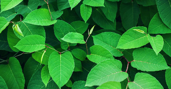 Bài thơ Chiếc lá đầu tiên