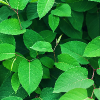 Bài thơ Chiếc lá đầu tiên