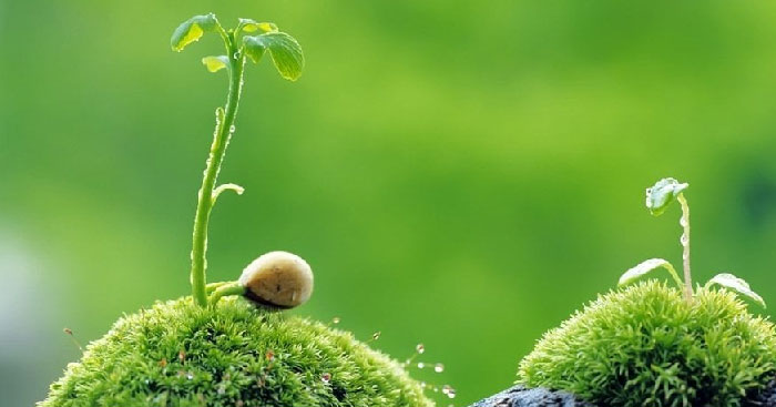 Dẫn chứng câu tục ngữ Cây ngay không sợ chết đứng