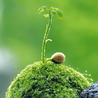 Dẫn chứng câu tục ngữ Cây ngay không sợ chết đứng (3 mẫu)