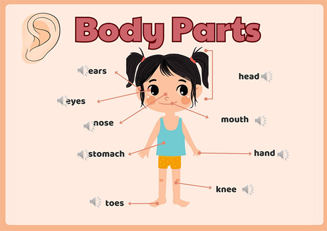 PowerPoint Topic Body Parts