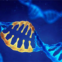 Giáo án PowerPoint Sinh học 12 Bài 16: Tương tác giữa kiểu gene với môi trường và thành tựu chọn giống