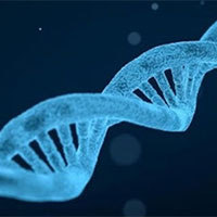 Giáo án PowerPoint Sinh học 12 Bài 22: Tiến hoá lớn và quá trình phát sinh chủng loại