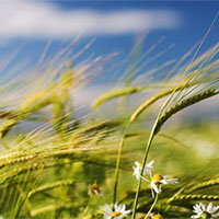 Giáo án PowerPoint Ngữ văn 7 Bài 2: Trở gió