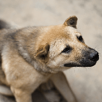 Bài thơ Sao không về Vàng ơi?