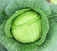 Giáo án mầm non: Nhận biết rau bắp cải su hào