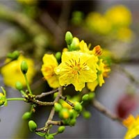 Giáo án PowerPoint Hoạt động trải nghiệm 6 Chủ đề 5: Xuân quê hương