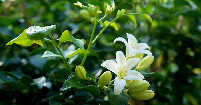 Tả hoa nguyệt quế