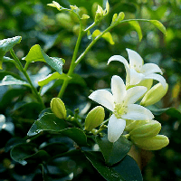 Viết đoạn văn tả hoa nguyệt quế (3 mẫu) 