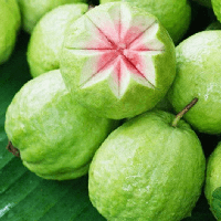 Viết đoạn văn ngắn tả quả ổi (3 mẫu)