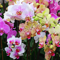 Viết đoạn văn tả hoa phong lan (3 mẫu) 