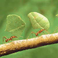 Con mối và con kiến